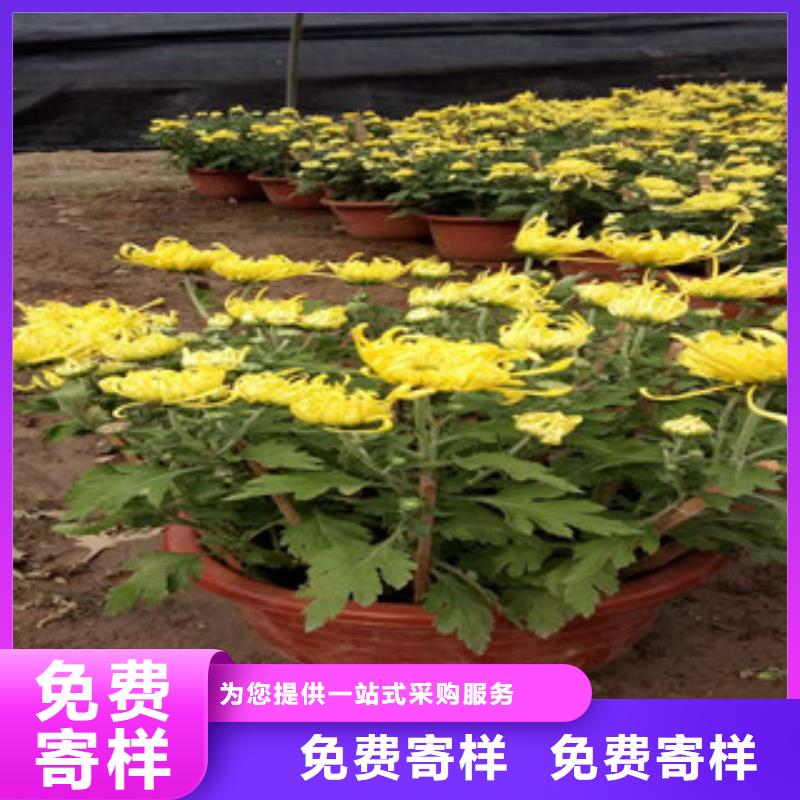 时令草花柳叶马鞭草/薰衣草实力才是硬道理