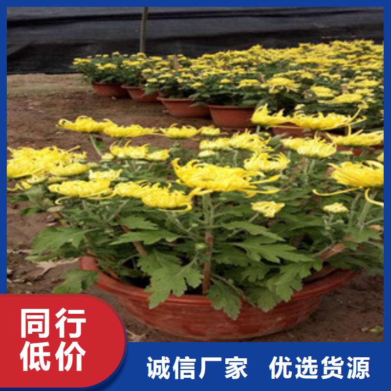 【时令草花鲁冰花/粉黛乱子草保质保量】