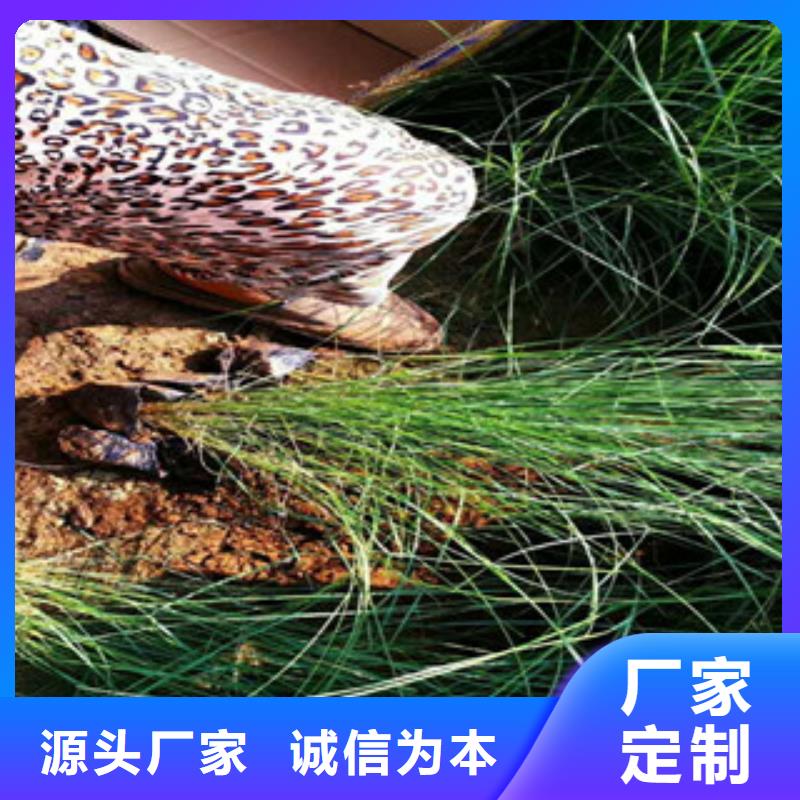 柳叶马鞭草/薰衣草 视频-山西省大同市绿九州柳叶马鞭草/薰衣草 可服务区域浑源|天镇|阳泉|晋城|临汾|运城|长治|晋中等