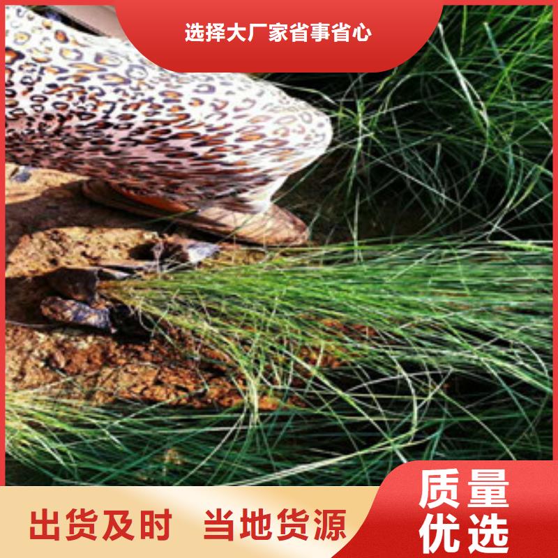 時(shí)令草花【觀賞草/蒲葦狼尾草】專業(yè)的生產(chǎn)廠家