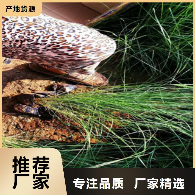時令草花_【花海景觀工程】量大更優惠