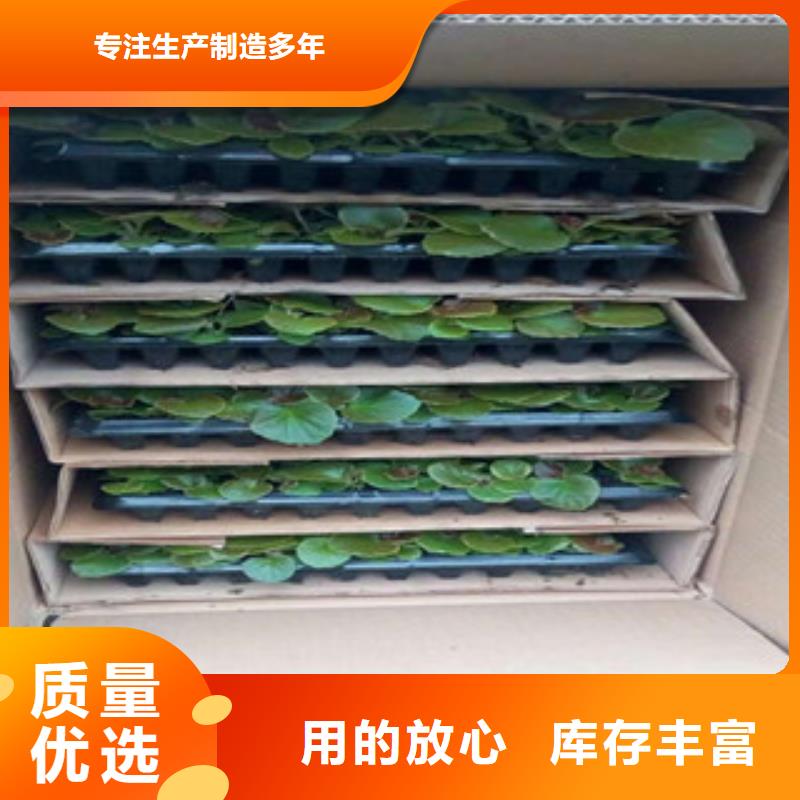 柳叶马鞭草/薰衣草 视频-河北省沧州市|河间|青县|保定|张家口|唐山|秦皇岛|廊坊|邢台|承德柳叶马鞭草/薰衣草 -绿九州