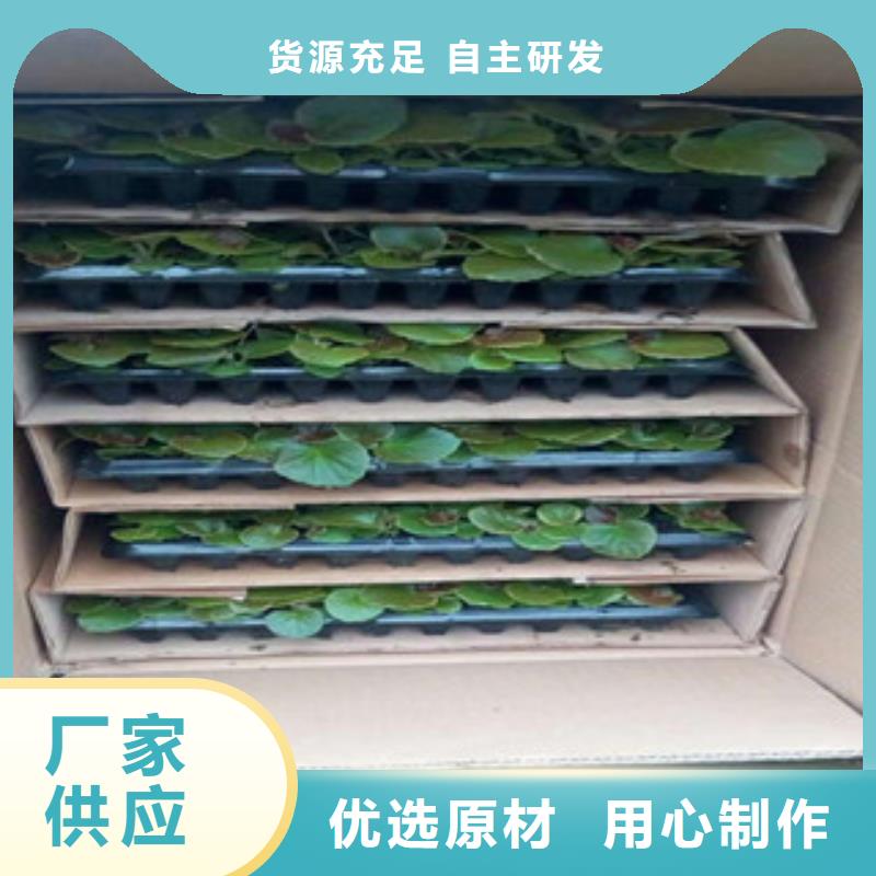 时令草花,宿根花卉基地用心做好每一件产品