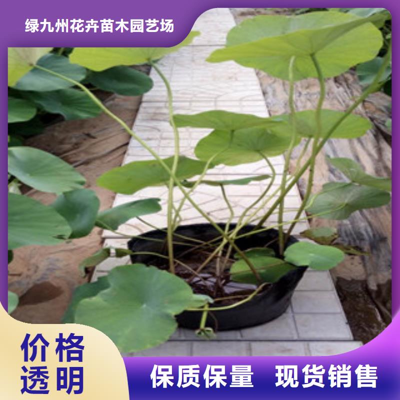時令草花_【花海景觀工程】量大更優惠