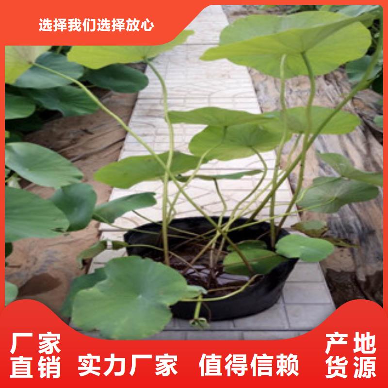 時令草花_柳葉馬鞭草/薰衣草定制速度快工期短