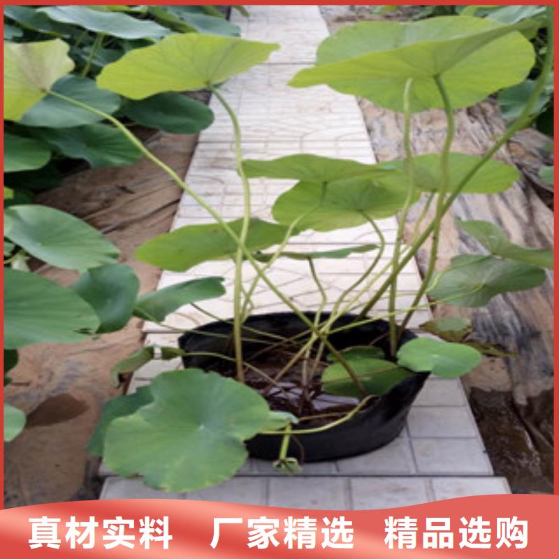 柳叶马鞭草/薰衣草 视频-山西省大同市绿九州柳叶马鞭草/薰衣草 可服务区域浑源|天镇|阳泉|晋城|临汾|运城|长治|晋中等