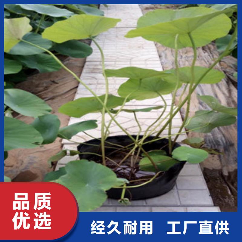 时令草花,宿根花卉基地用心做好每一件产品