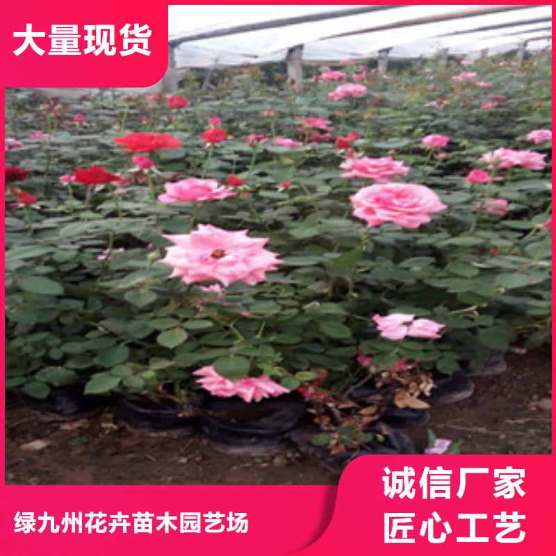 时令草花-耐寒耐旱草花基地产地直供