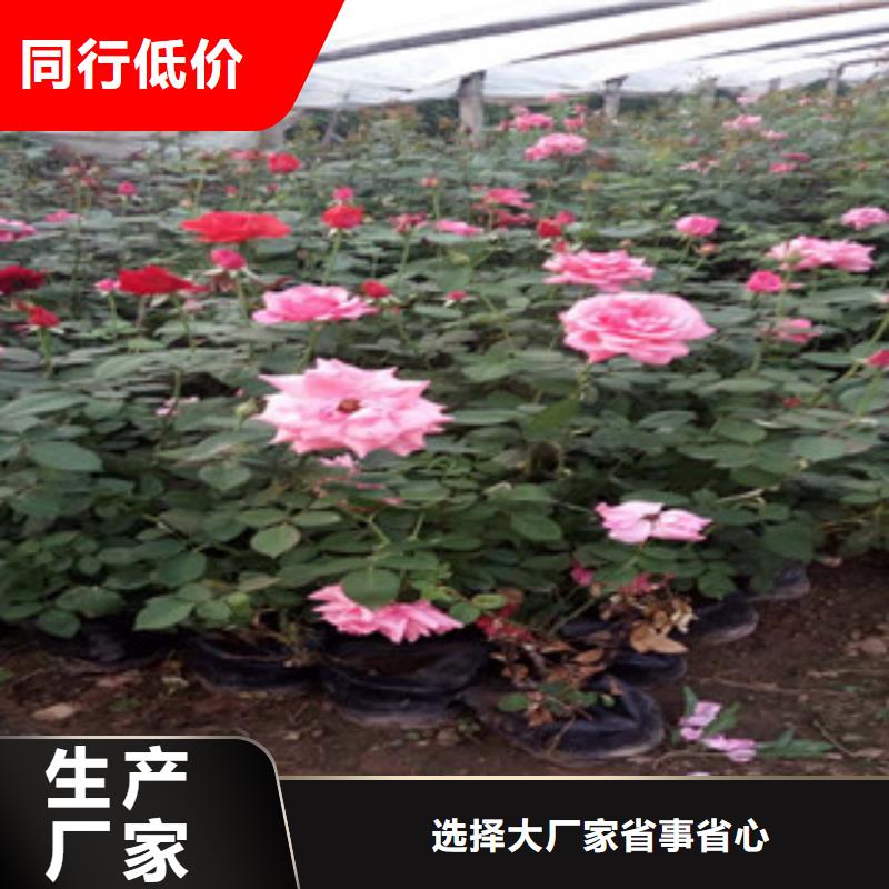 【时令草花鲁冰花/粉黛乱子草保质保量】