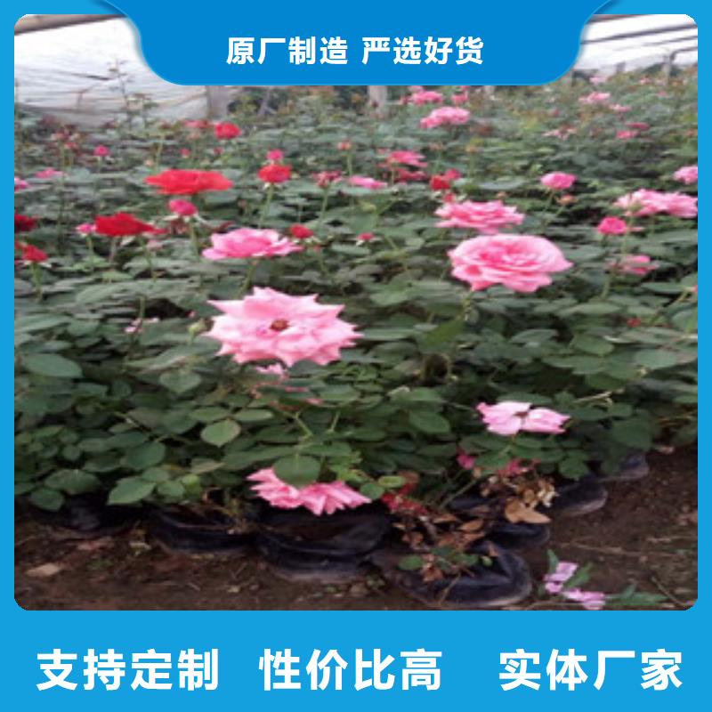 时令草花水生植物/荷花睡莲好产品好服务