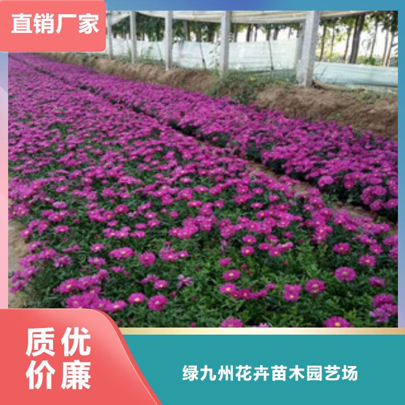 時令草花-【觀賞草/蒲葦狼尾草】我們更專業