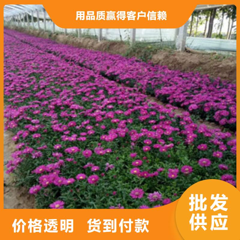 時令草花五一國慶草花批發大量現貨供應