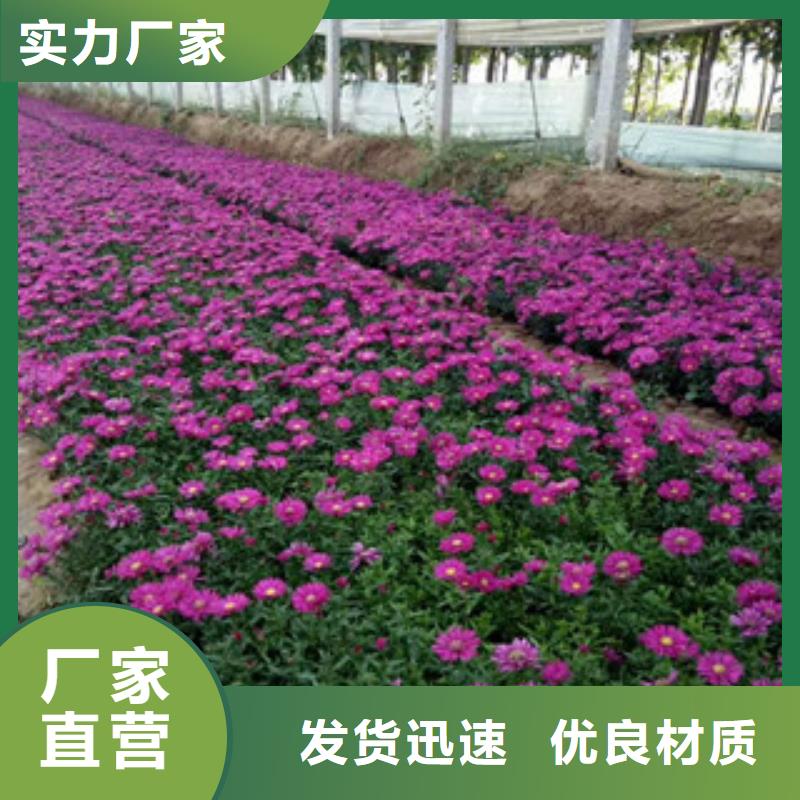時令草花水生植物/荷花睡蓮工廠自營