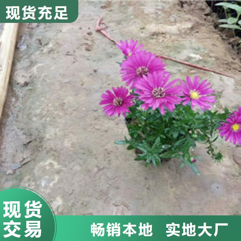 時令草花耐寒耐旱草花基地質量檢測