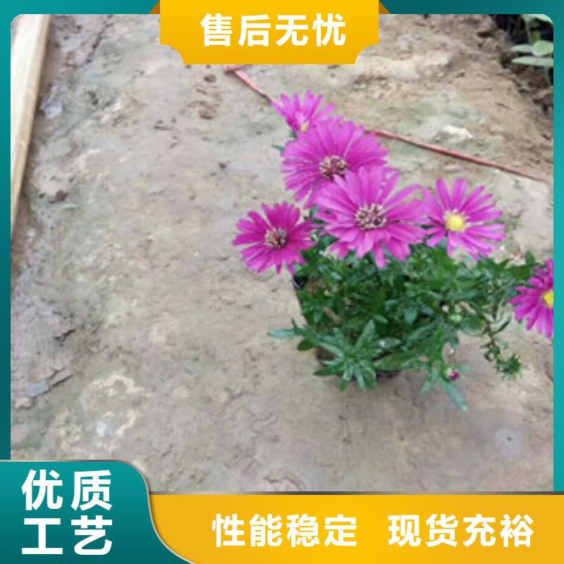 时令草花,宿根花卉基地真材实料