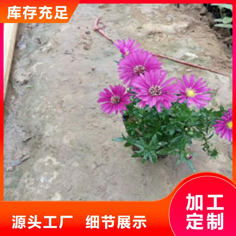 時令草花花海景觀工程滿足客戶需求
