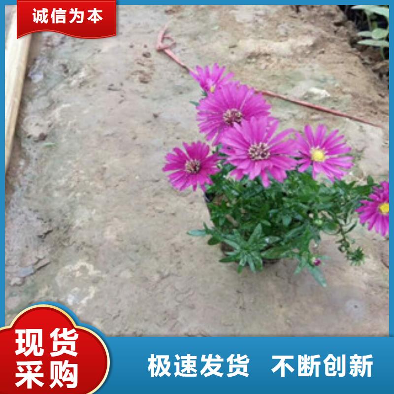 时令草花_宿根花卉基地实力厂商