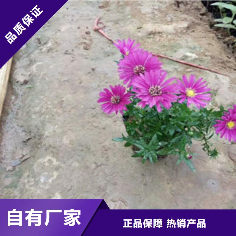 时令草花水生植物/荷花睡莲好产品好服务