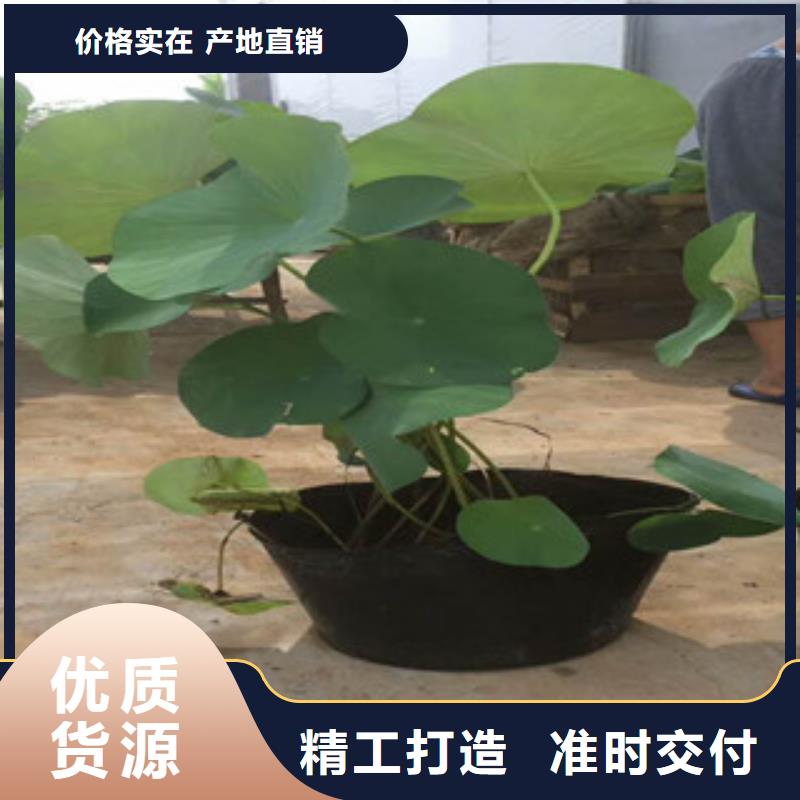 柳叶马鞭草/薰衣草 视频-柳叶马鞭草/薰衣草 (绿九州)覆盖地域四川省泸州市泸县|合江|自贡|内江|遂宁|凉山|巴中|南充