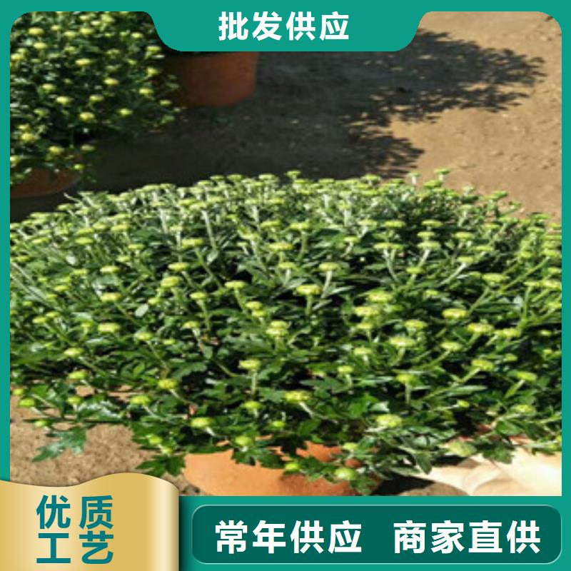 時令草花,耐寒耐旱草花基地大品牌值得信賴
