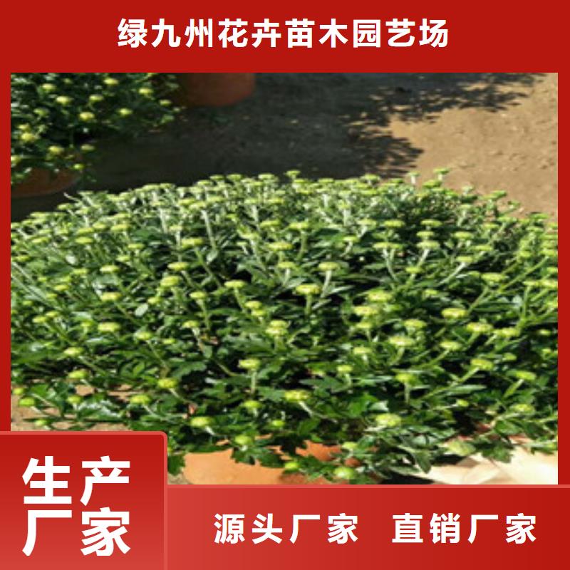 時令草花柳葉馬鞭草/薰衣草海量現貨