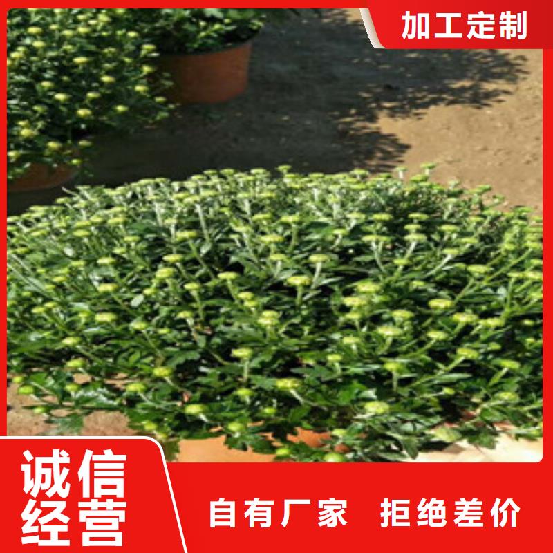 時令草花水生植物/荷花睡蓮快捷物流