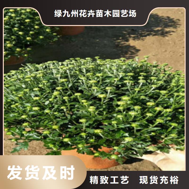時令草花,時令花卉/綠化草花價格細節展示