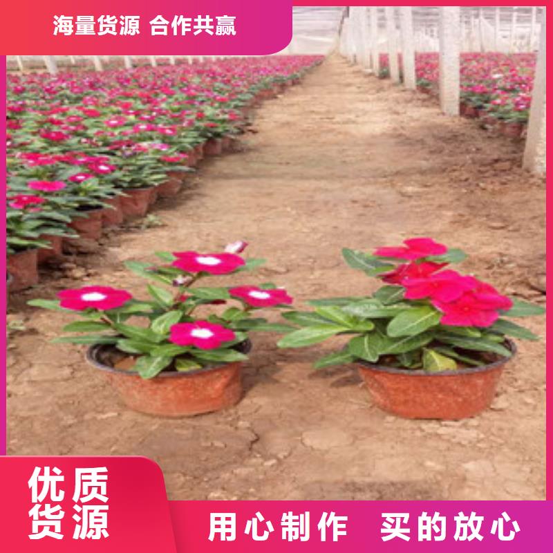 时令草花-耐寒耐旱草花基地产地直供