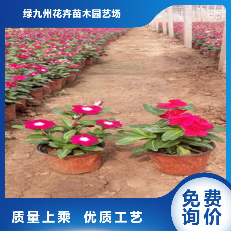 柳叶马鞭草/薰衣草 视频-柳叶马鞭草/薰衣草 (绿九州)覆盖地域四川省泸州市泸县|合江|自贡|内江|遂宁|凉山|巴中|南充