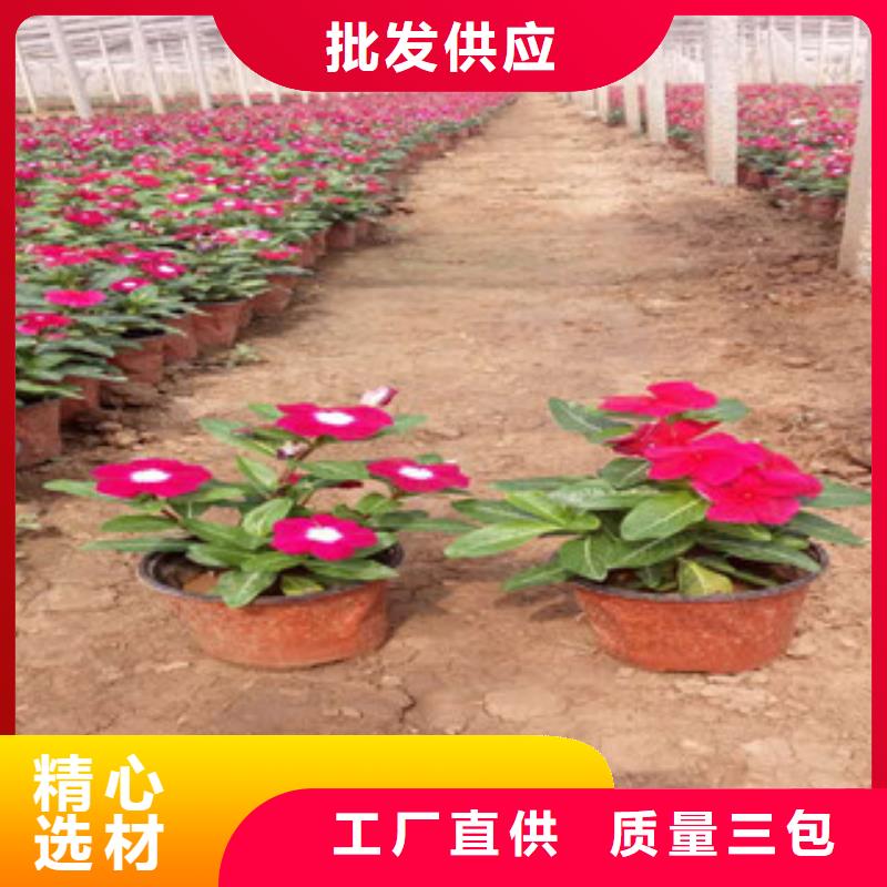 柳叶马鞭草/薰衣草 视频-河北省沧州市|河间|青县|保定|张家口|唐山|秦皇岛|廊坊|邢台|承德柳叶马鞭草/薰衣草 -绿九州