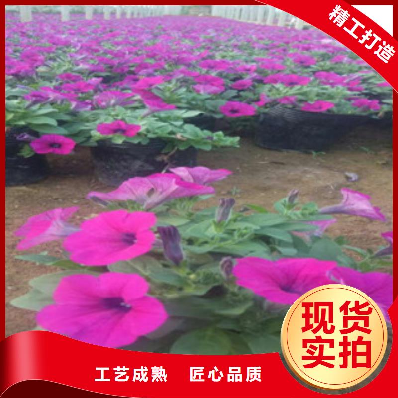時令草花,宿根花卉基地真材實料