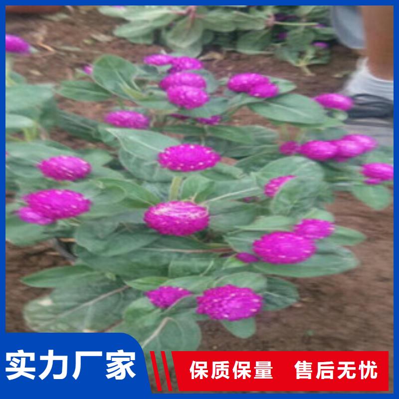 时令草花时令花卉/绿化草花价格优质货源