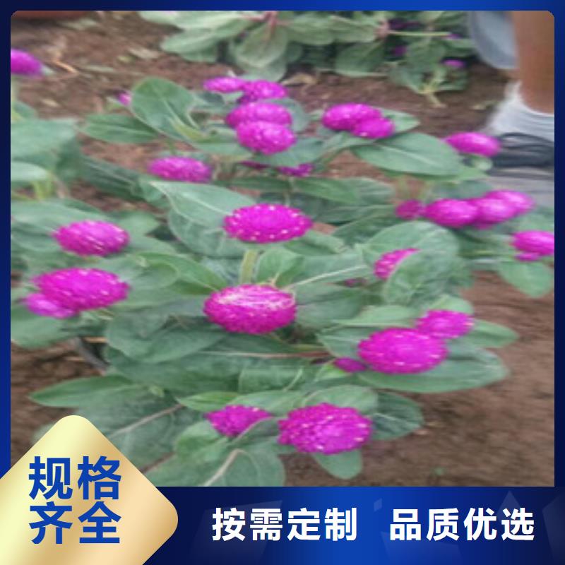 柳叶马鞭草/薰衣草 视频-柳叶马鞭草/薰衣草 (绿九州)覆盖地域四川省泸州市泸县|合江|自贡|内江|遂宁|凉山|巴中|南充
