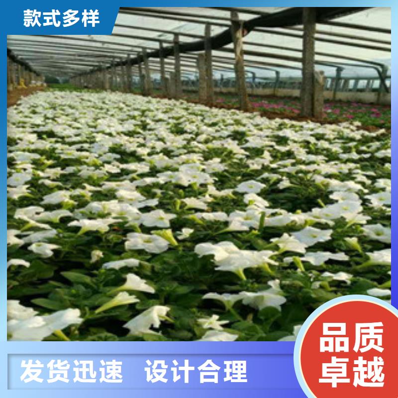 时令草花,耐寒耐旱草花基地大品牌值得信赖