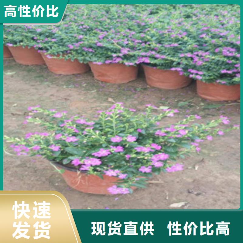 【时令草花】观赏草/蒲苇狼尾草当地厂家值得信赖