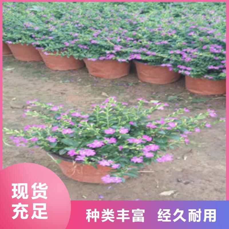 时令草花-花海景观工程经验丰富品质可靠