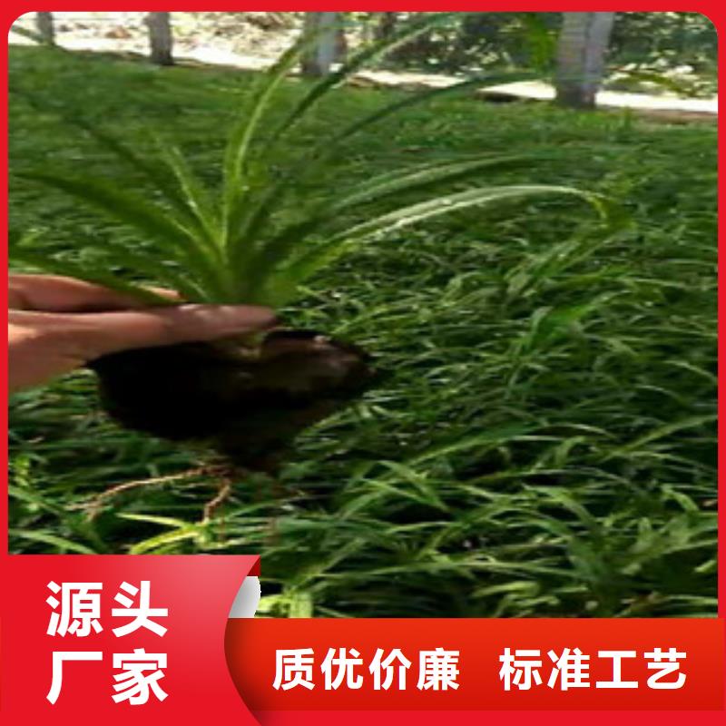 【时令草花】-观赏草/蒲苇狼尾草品质卓越