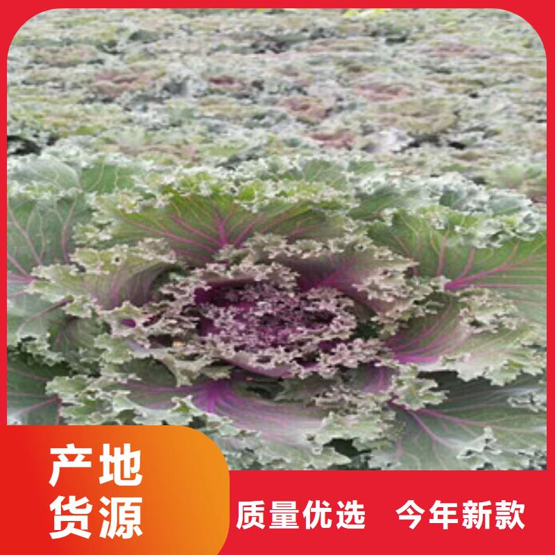 【时令草花鲁冰花/粉黛乱子草保质保量】