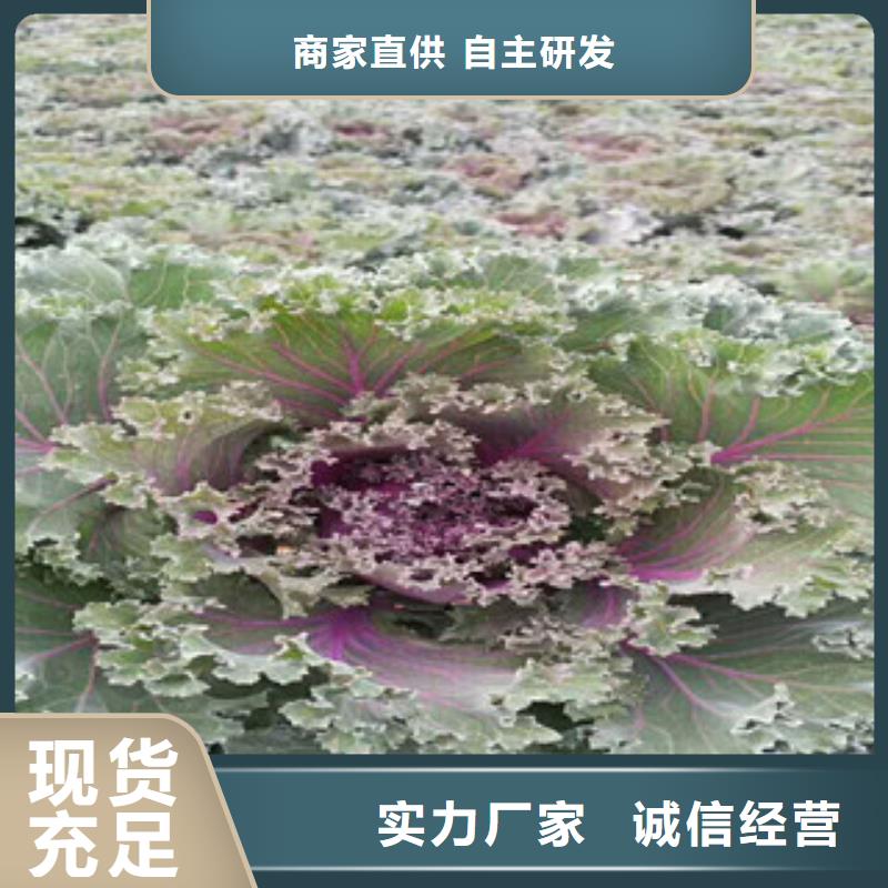 時令草花,時令花卉/綠化草花價格細節展示