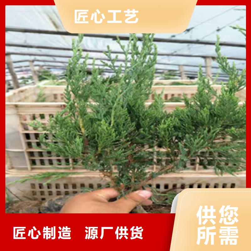 【时令草花】-观赏草/蒲苇狼尾草品质卓越