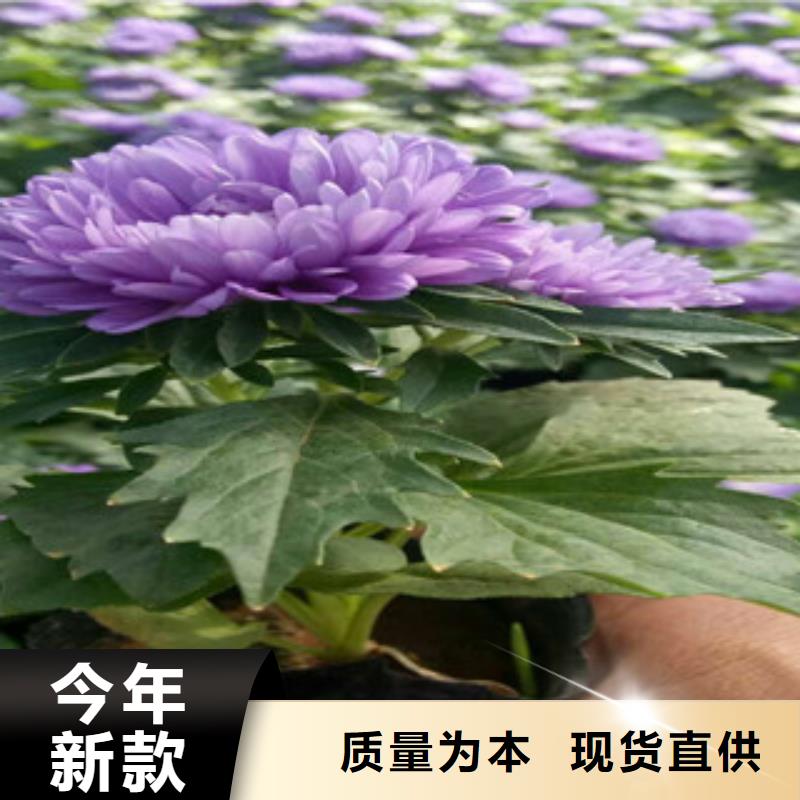 时令草花-花海景观工程经验丰富品质可靠