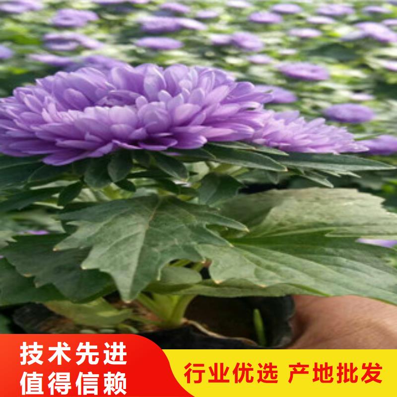 時令草花_【花海景觀工程】量大更優惠