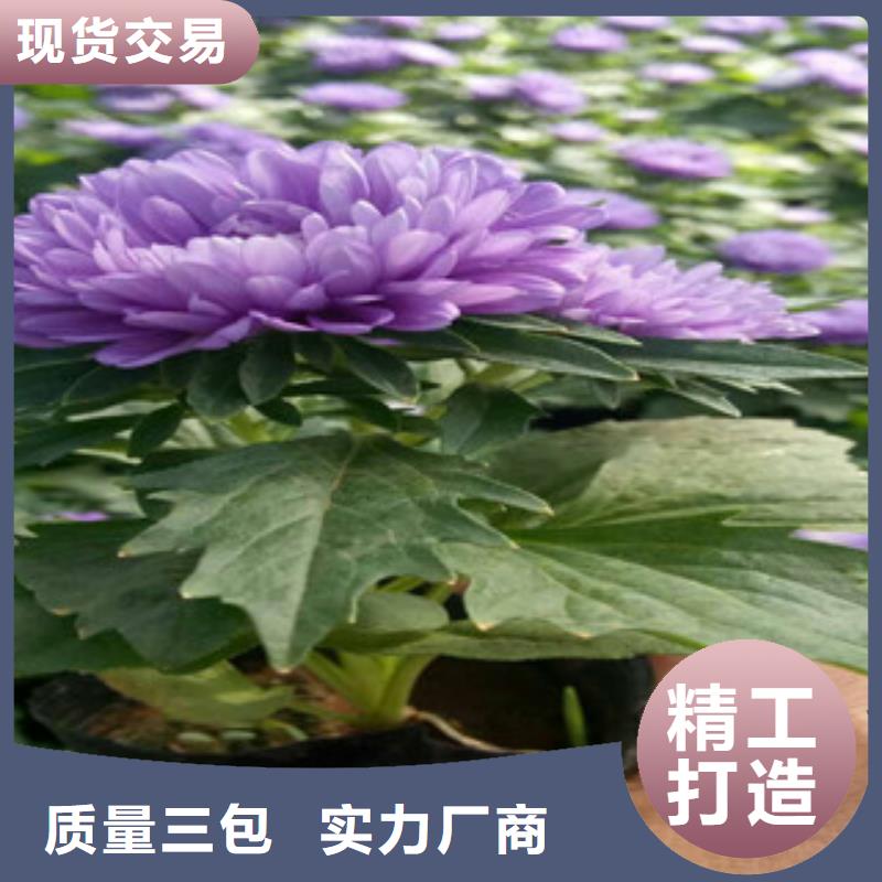 時令草花,時令花卉/綠化草花價格細節展示