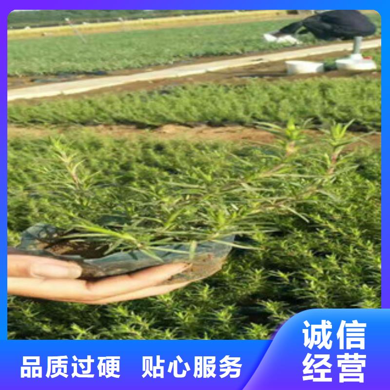 時令草花_【花海景觀工程】量大更優惠