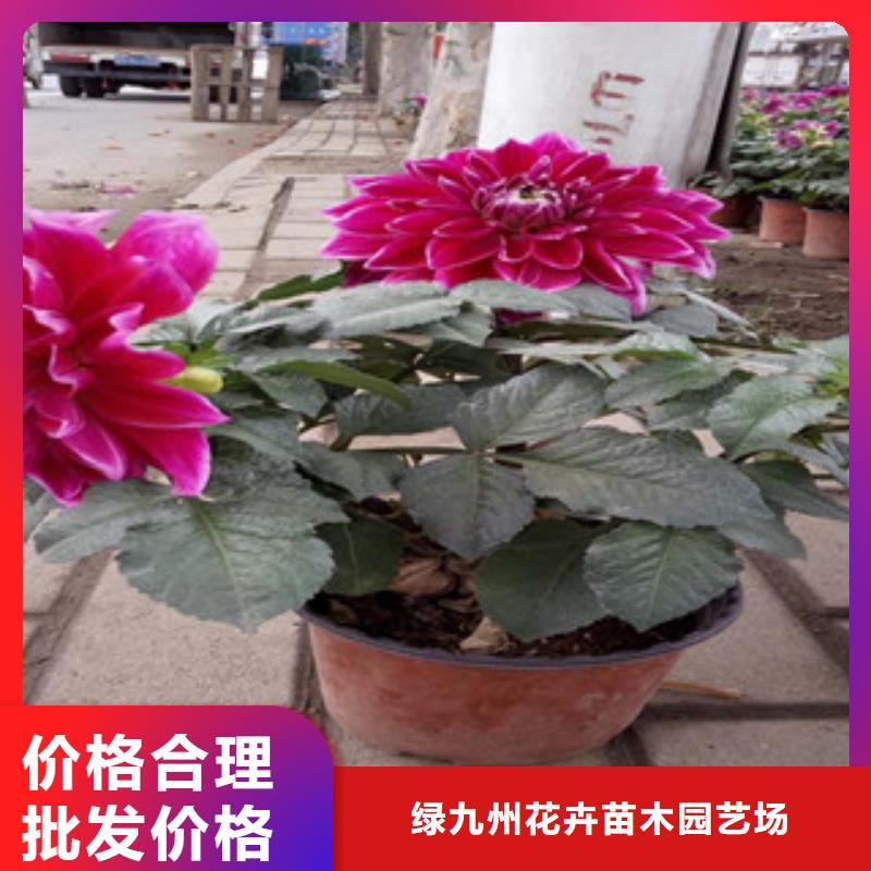 时令草花-花海景观工程经验丰富品质可靠