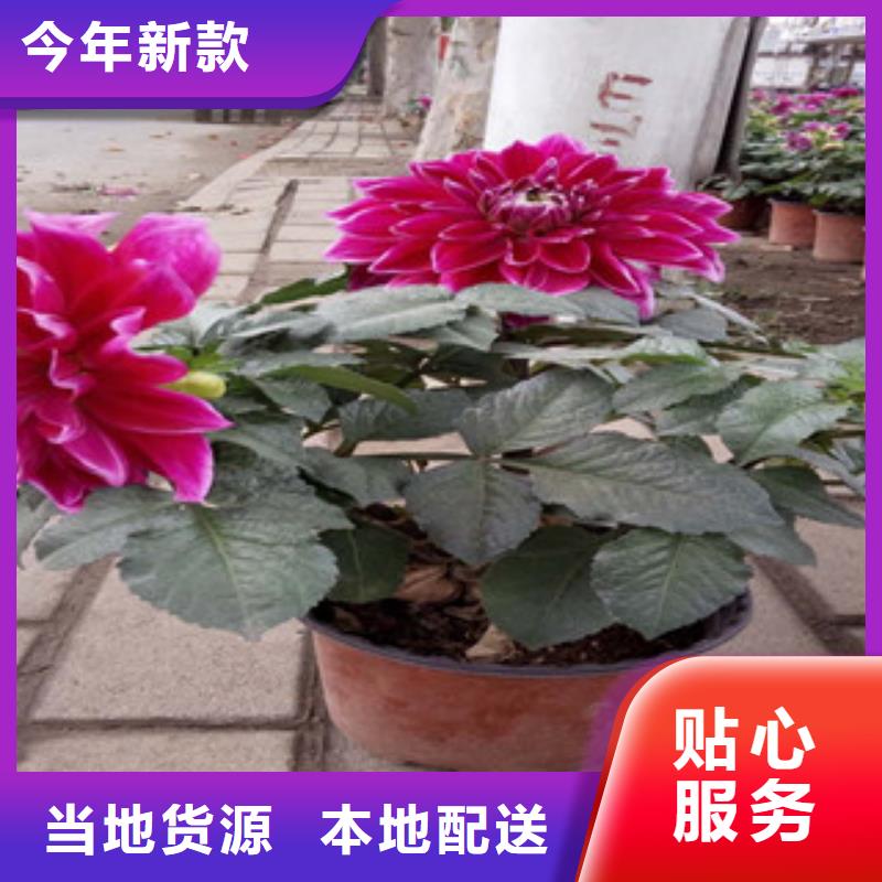 時令草花,時令花卉/綠化草花價格細節展示
