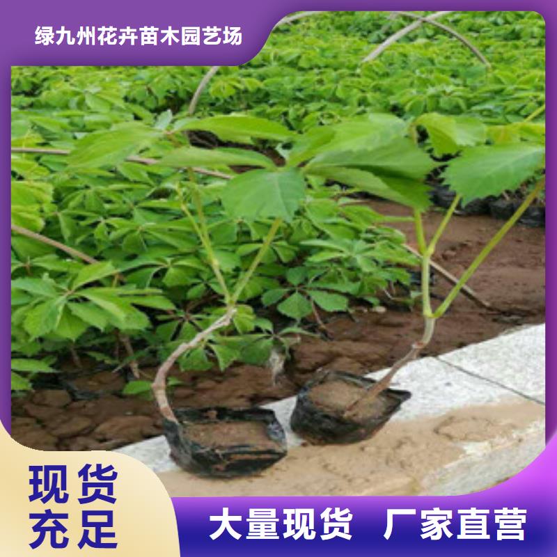 宿根花卉宿根花卉基地原料層層篩選