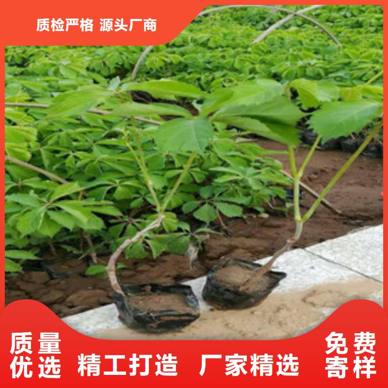 宿根花卉耐寒耐旱草花基地購買的是放心