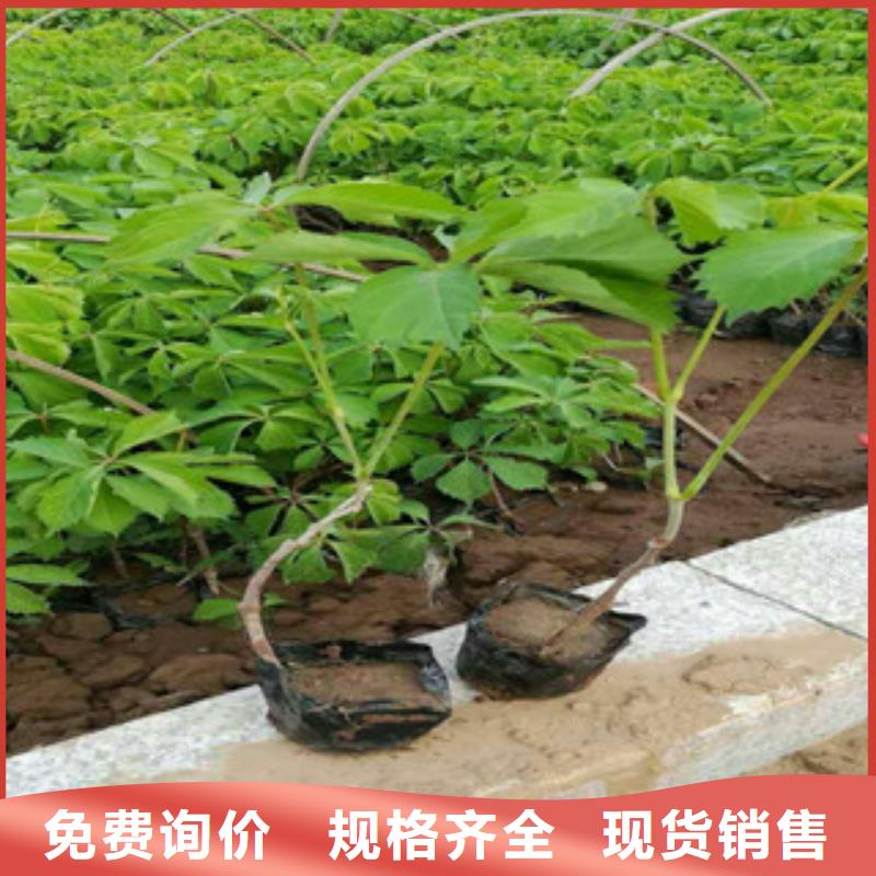宿根花卉五一國慶草花批發品質服務誠信為本