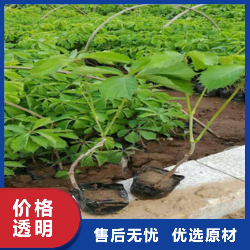 宿根花卉,耐寒耐旱草花基地廠家直銷規格多樣